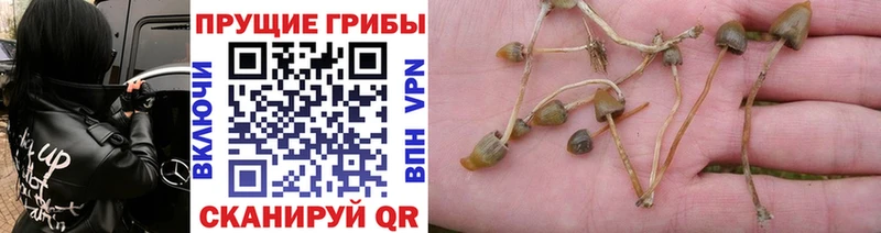 даркнет сайт Сатка Псилоцибиновые грибы Psilocybine cubensis
